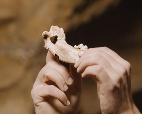 Ancient Bones Reveal 16,000-Year Bond Between Humans and Dogs