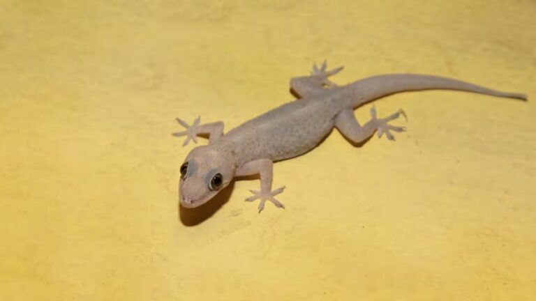 FIR Registered After Dead Lizard Found in Mid-Day Meal at Delhi School