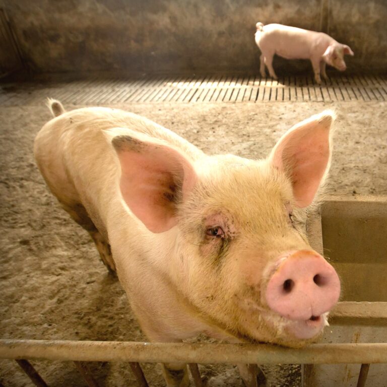 China Reports First Human Infection of H1N2v Swine Flu; What Indians Need to Know.