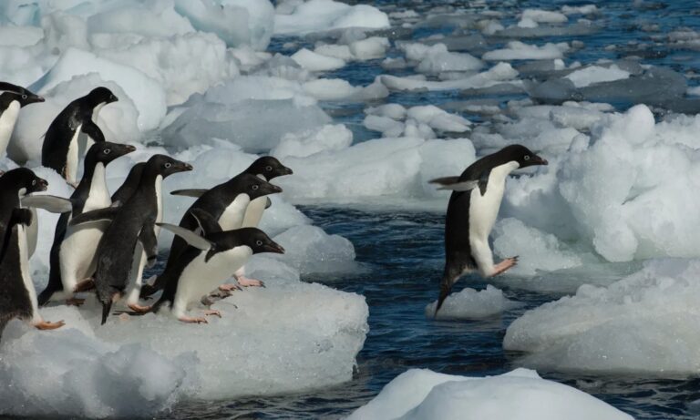 Penguin Droppings Linked to Increased Snow Melting in Antarctica, Study Finds
